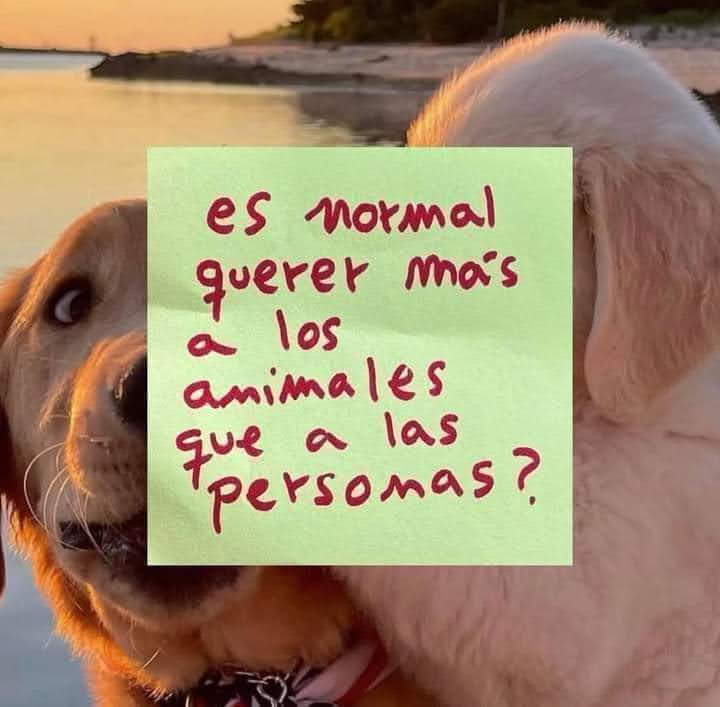 Para quienes somos de una sensibilidad especial, si, si lo es es ❤️😍🐾