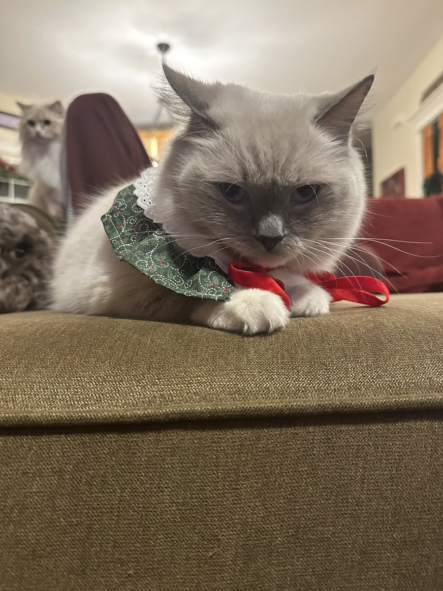 xshaylua's tweet photo. @yeswhaleswiftie Odette with the Christmas collar we made her ♥️ https://t.co/VKxTCbfpaD