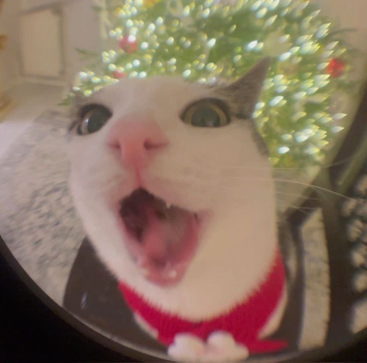 ShouldHaveCat's tweet photo. merry christmas everyone 🎄 https://t.co/UtAdSx92Uv