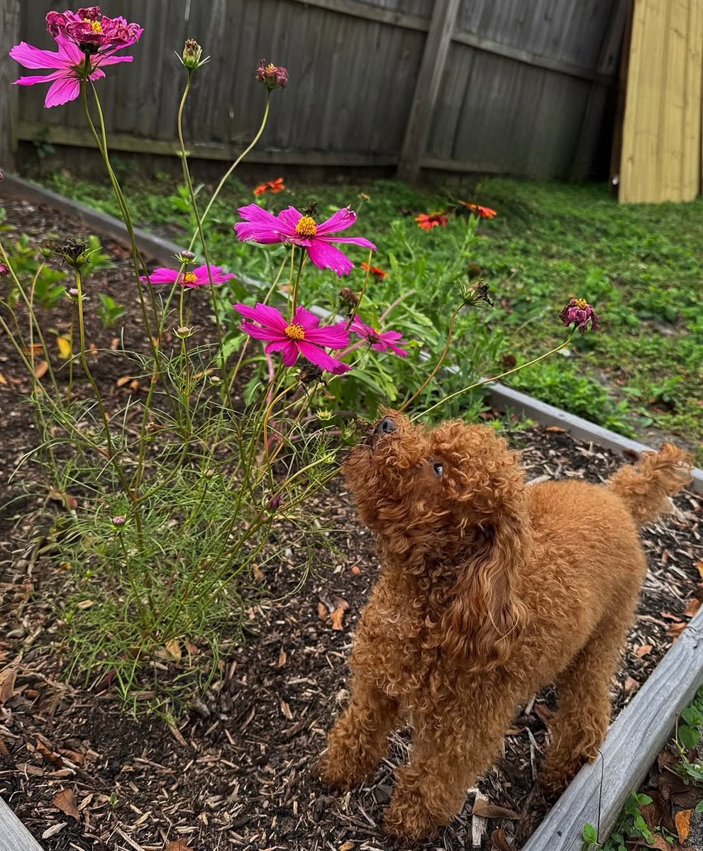 SandraOptionsfx's tweet image. 🎄✨ Merry Christmas, everyone!