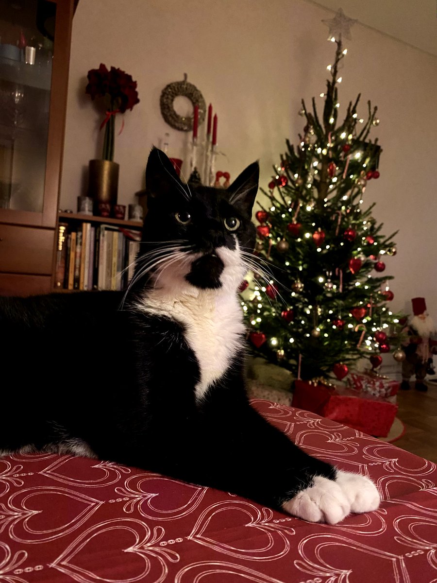 Merry Christmas to all cats! 🎄🎅🎄 #GodJul #MerryChristmas #ChristmasDay #Juldagen #Christmas #Christmas2024 #ChristmasTree #Julgran #Julklappar #Presents #Katt #Julkatt #ChristmasCat #TaffaTheCat instagram.com/p/DEBNxk7t1wm/