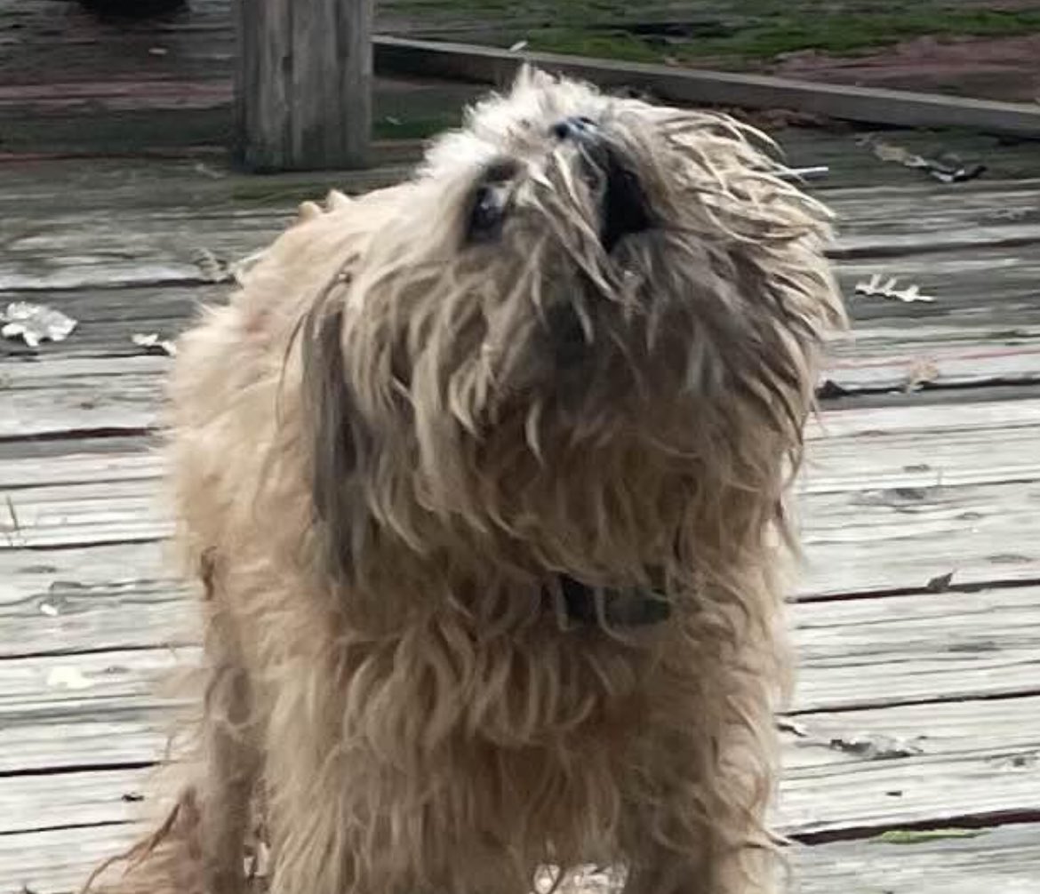 flo0ty's tweet photo. my cousins weird ass dog https://t.co/PPSR2C3qym