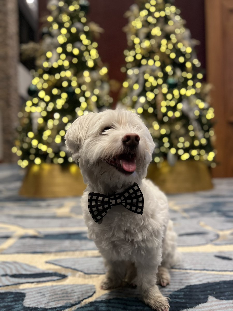 Ok this was my REAL holibob photoshoot today! We were out and bout and mom said SMILE! Sleep well buds. Snuggle pup tight under those covers. 
💚❤️😘💚❤️😘