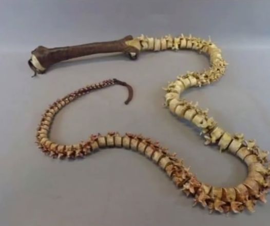 InternetH0F's tweet image. A whip made from 2 human spines was discovered in the basement of an abandoned house in Wyoming