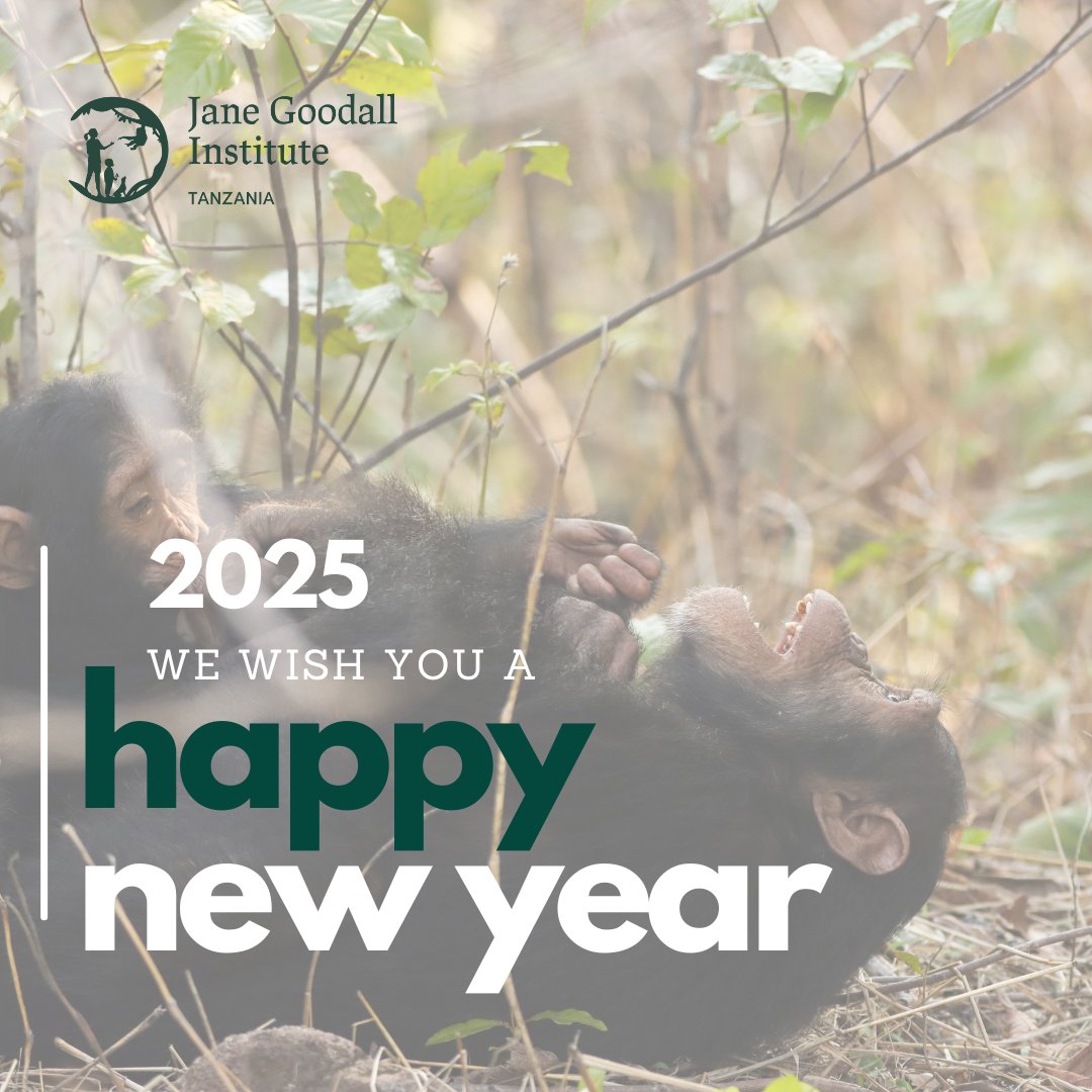 🎉✨ Happy New Year from all of us at JGI Tanzania! As we step into 2025, we are filled with hope and determination to continue our vital work in conservation and community development. This year let’s deepen our commitment to protecting our beautiful environment and uplifting