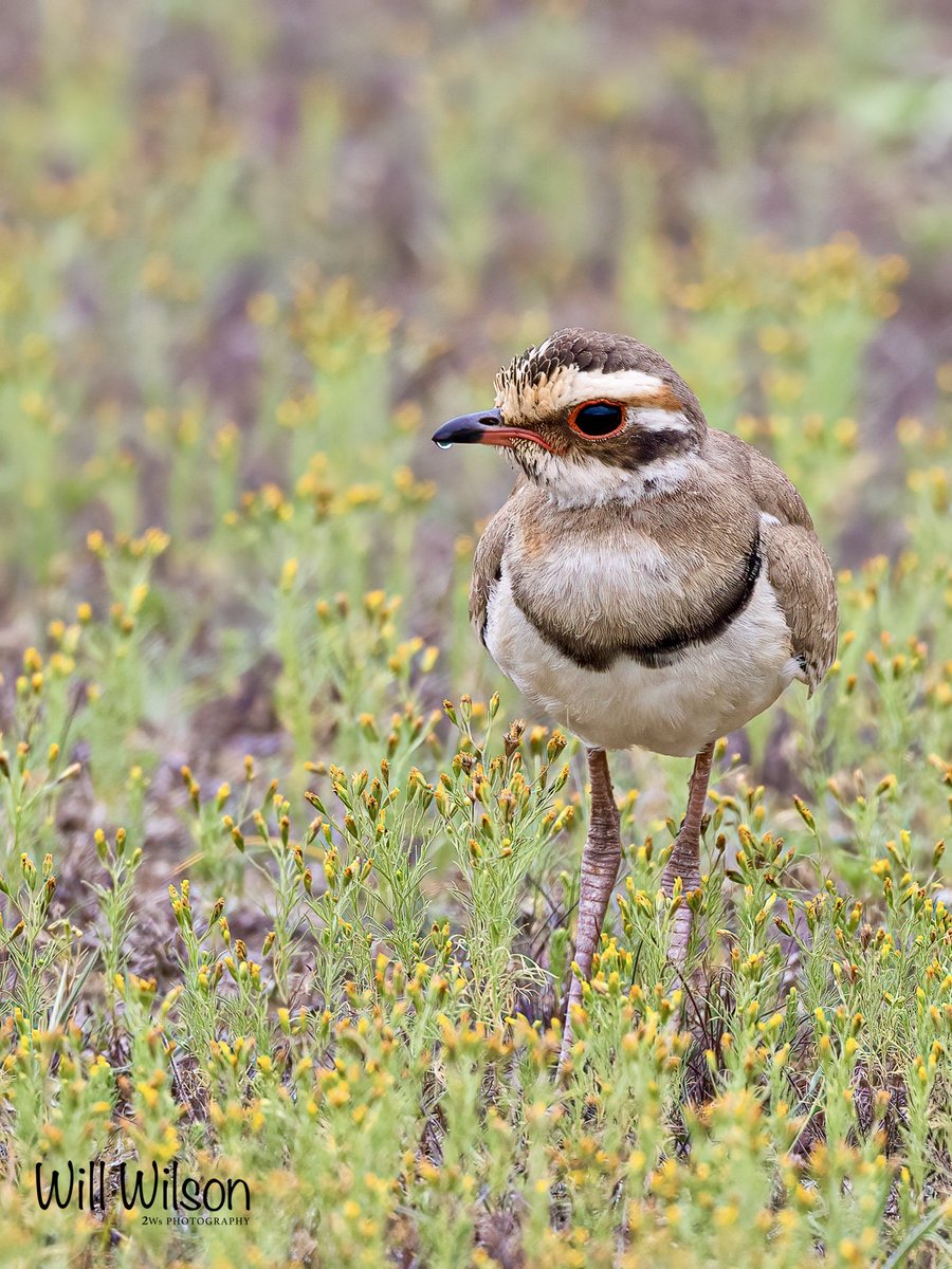 Will Wilson (@2wsphotography) on Twitter photo Bronze-winged Courser, awesome to see this nocturnal wader out in the open and in the early morning light!
📍<a href="/AkageraPark/">Akagera National Park</a> in #Rwanda #RwOX #VisitRwanda Bronze-winged Courser, awesome to see this nocturnal wader out in the open and in the early morning light!
📍<a href="/AkageraPark/">Akagera National Park</a> in #Rwanda #RwOX #VisitRwanda