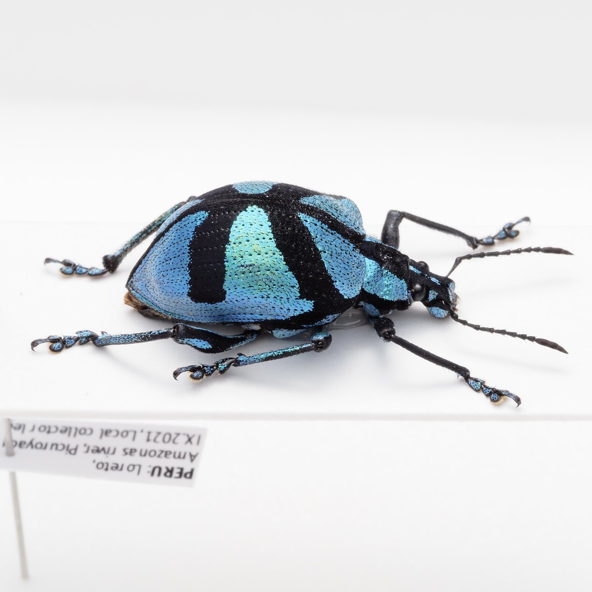 わらび餅 tweet media