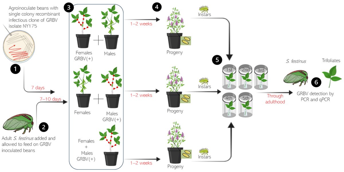 Insects MDPI tweet media