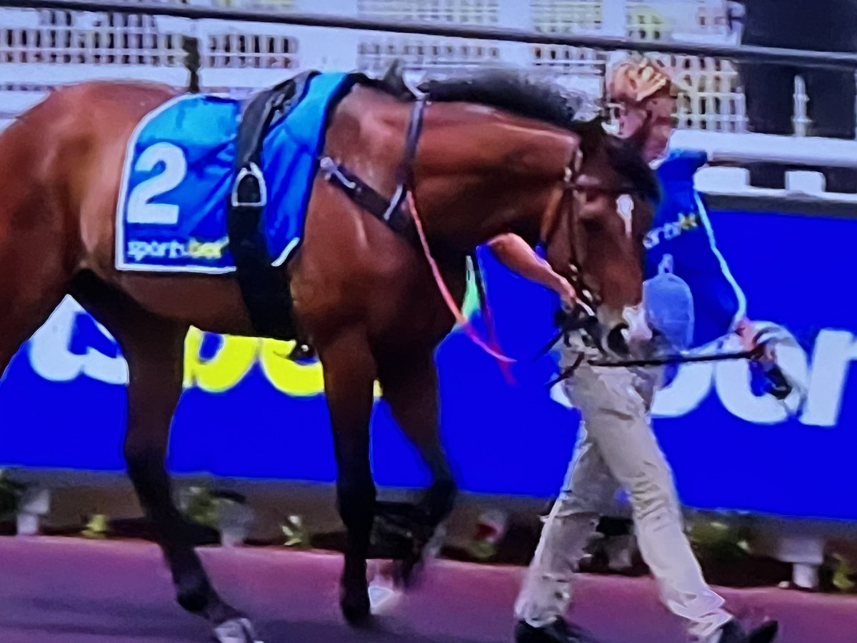 Rosemont Stud tweet media