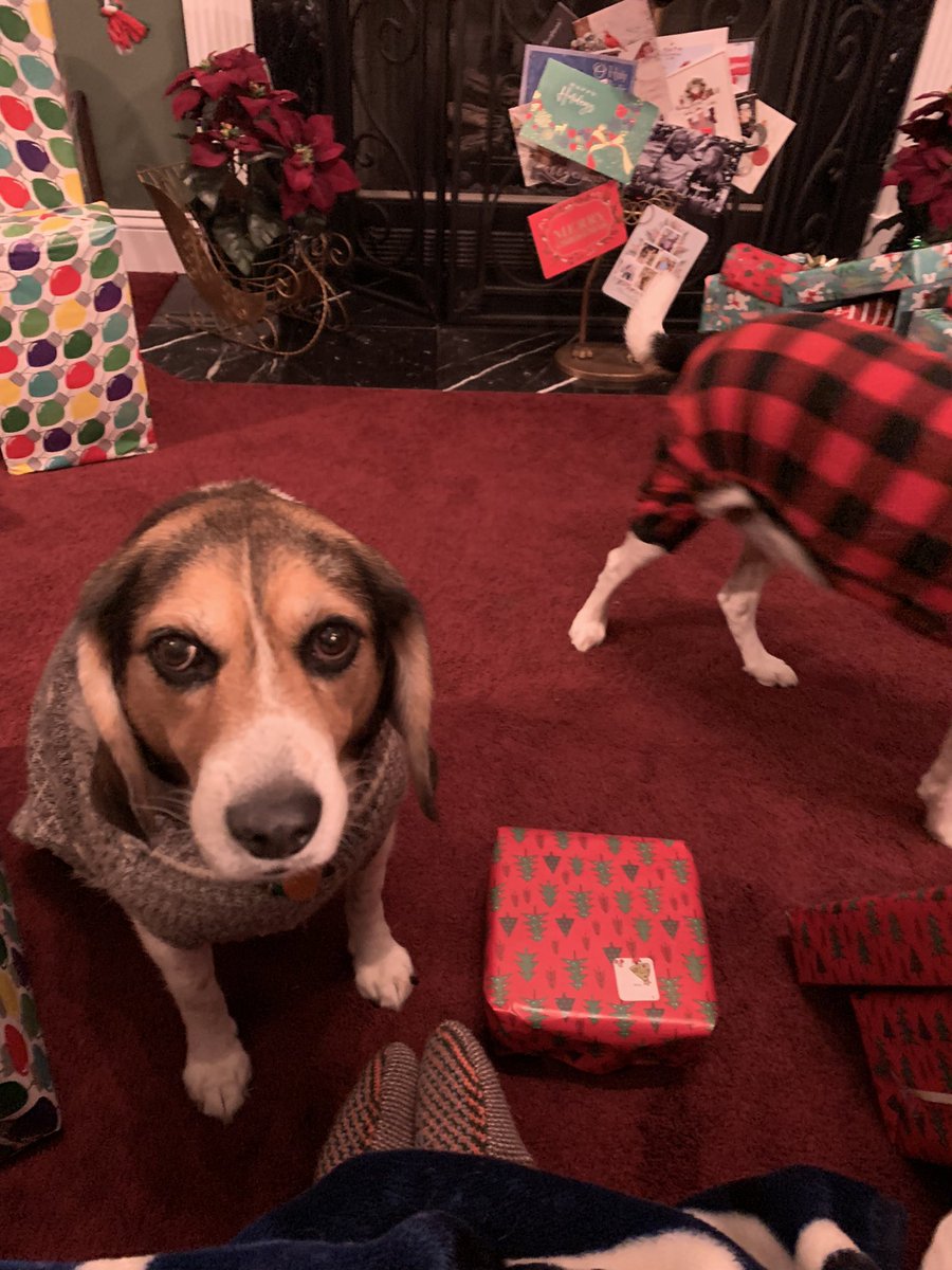 RickiCardi's tweet photo. We were rich in hound dogs this Christmas! Wishing you all lots of love and prosperity this holiday season! https://t.co/4t6OMwCJgr