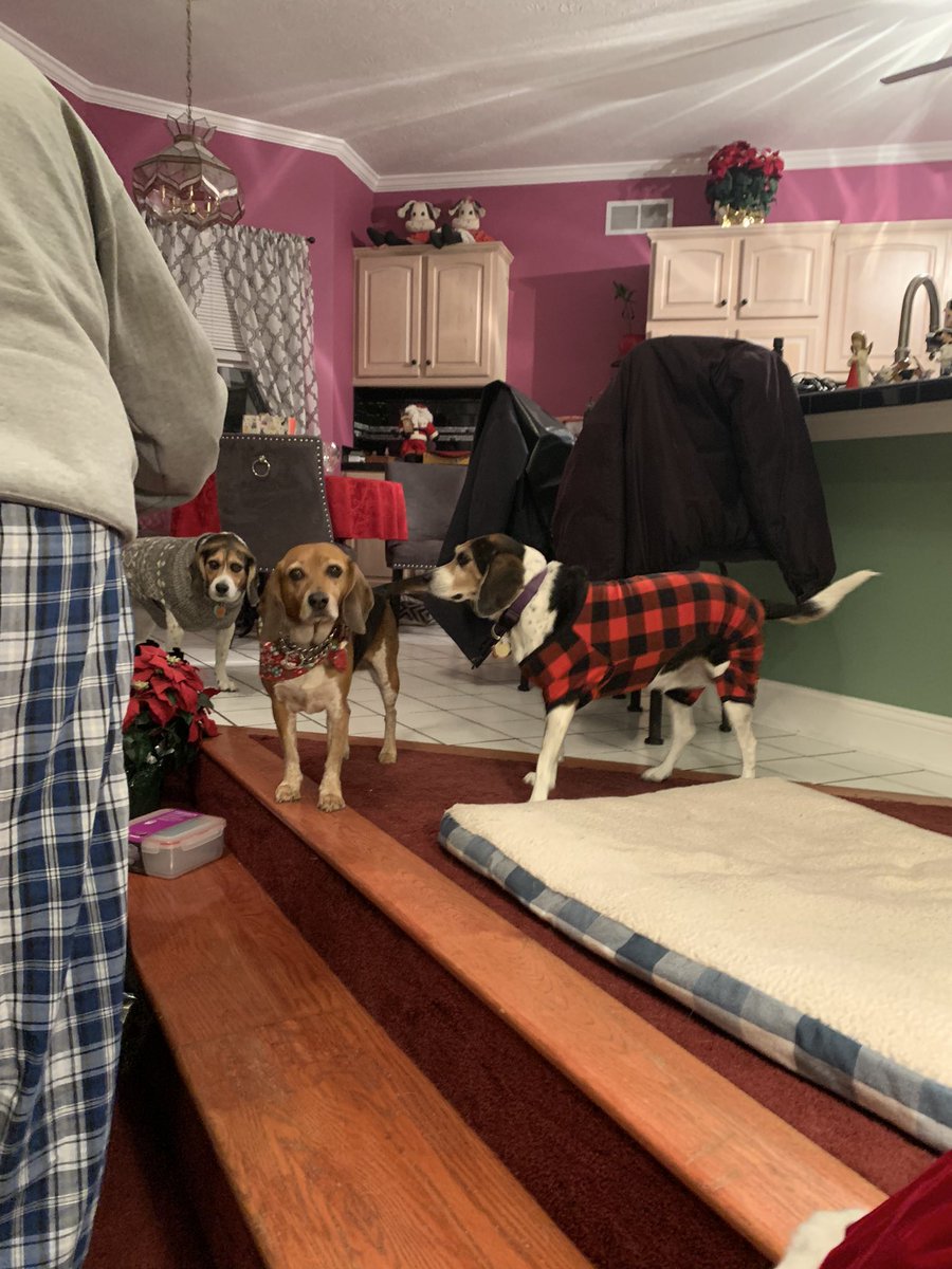 RickiCardi's tweet photo. We were rich in hound dogs this Christmas! Wishing you all lots of love and prosperity this holiday season! https://t.co/4t6OMwCJgr