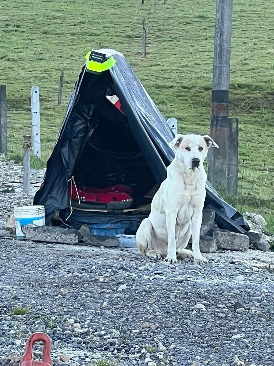 Amorososcol's tweet photo. MÁXIMA DIFUSIÓN 

BOGOTÁ- COLOMBIA

SE BUSCAN ADOPTANTES🚨 ALGUIEN QUE CAMBIE SU MUNDO

Este canino se encuentra viviendo hace MESES EN CONDICIONES PRECARIAS pues su antiguo dueño tuvo el descaro de ABANDONARLO sobre  Alto de Las Rosas vía Bogotá.

📲3219904489  

📲3046408097 https://t.co/vd97RjdxEH