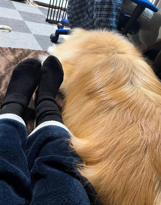 犬と暮らしてからすっかり朝型人間に
生まれ変わることができ、圧倒的感謝です 