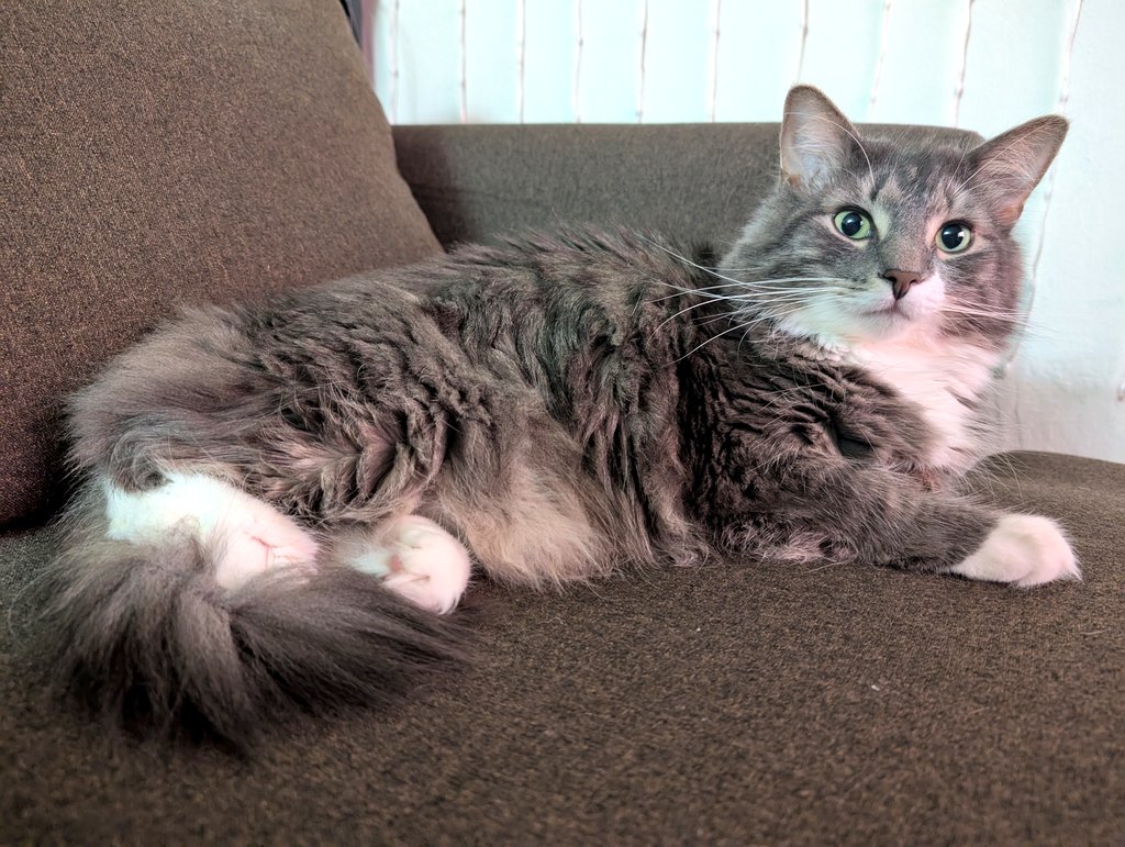Matcha the Cat (@matchameows) on Twitter photo 
