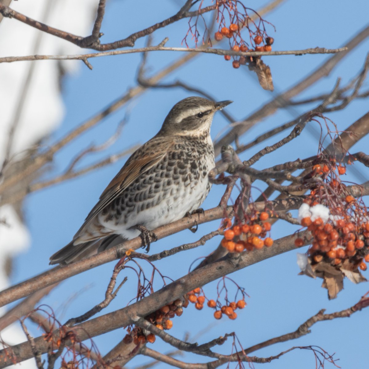 名寄市の野鳥たち「ツグミ」 冬鳥あるいは旅鳥として名寄を訪れます