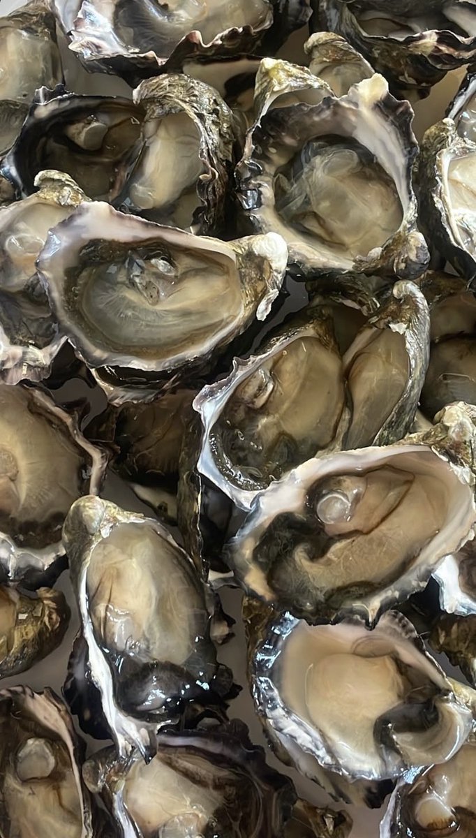 brattyheather_'s tweet photo. Oysters this Christmas because I’m a spoiled princess who deserves everything I want… including your money 🐷

Findom femdom cuck human atm cashcow paypig college brat Latina queen goddess https://t.co/2Qc3Q2NM7l