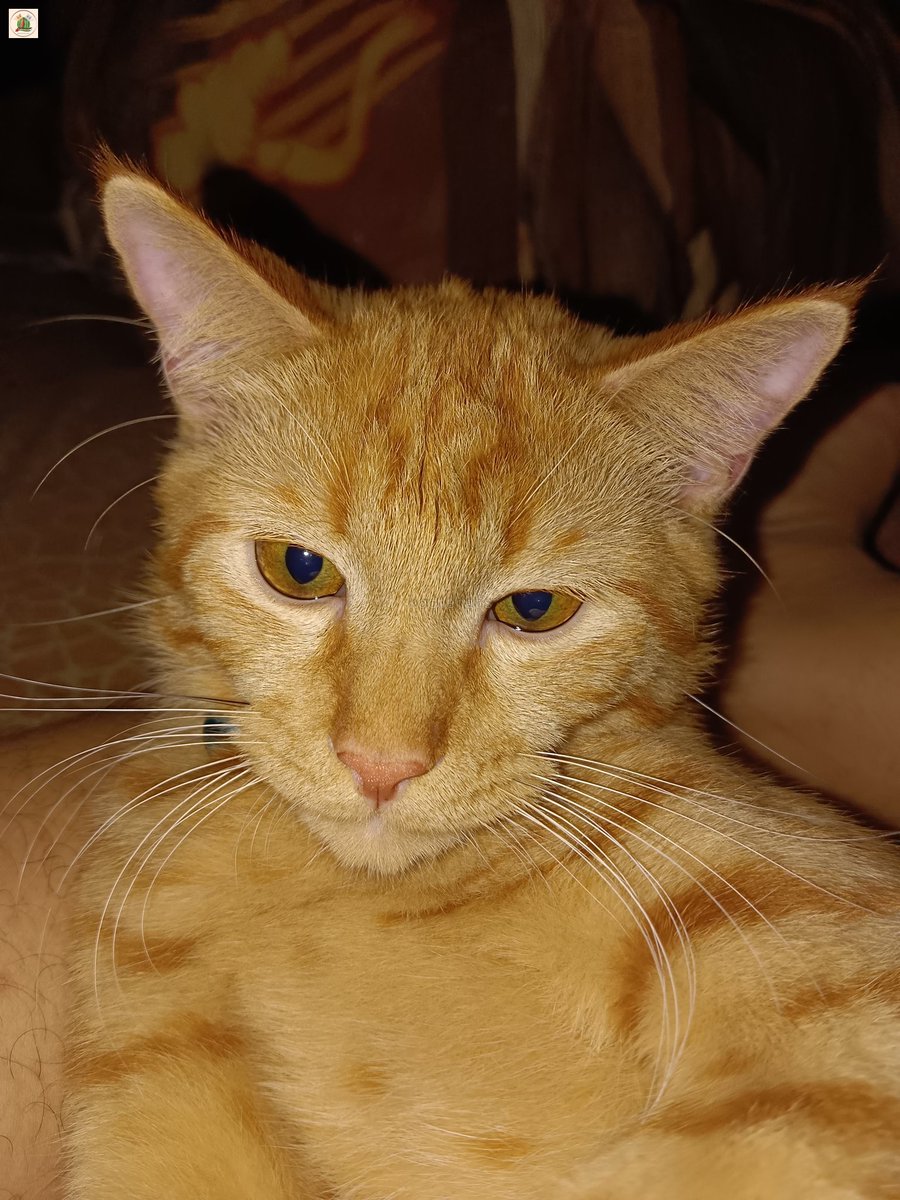 KochengFess v2 tweet media