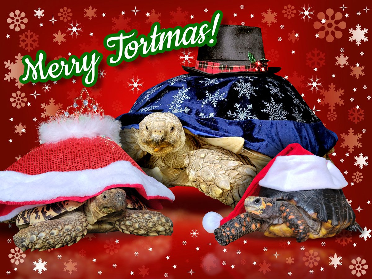 Waffles_Tort's tweet image. Merry Tortmas to all our friends and family around the world!