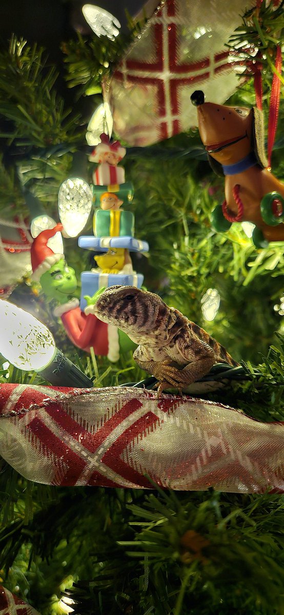 Waffles_Tort's tweet image. Merry Tortmas to all our friends and family around the world!