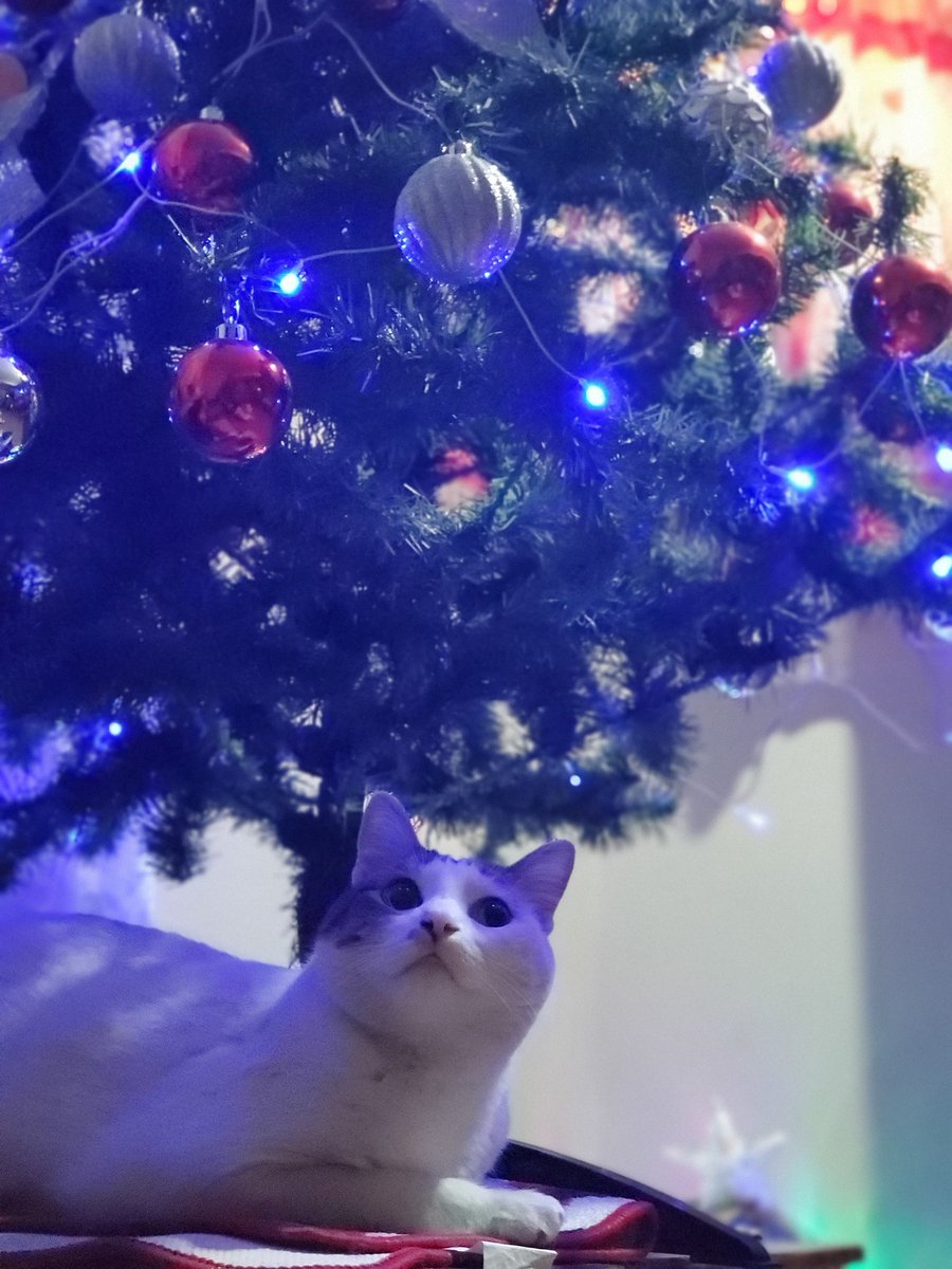 GatitoCopito's tweet image. Amijos y amijas les benjo a desear una felis navidad 😺
Los kiero 3 mil a todos 😽💕

#FelizNavidad2024 
#MerryChristmas