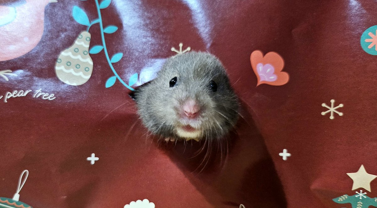 Valborn_'s tweet image. Here's Ebi, the new addition to the family, wishing everyone a Merry Christmas and a happy holiday!