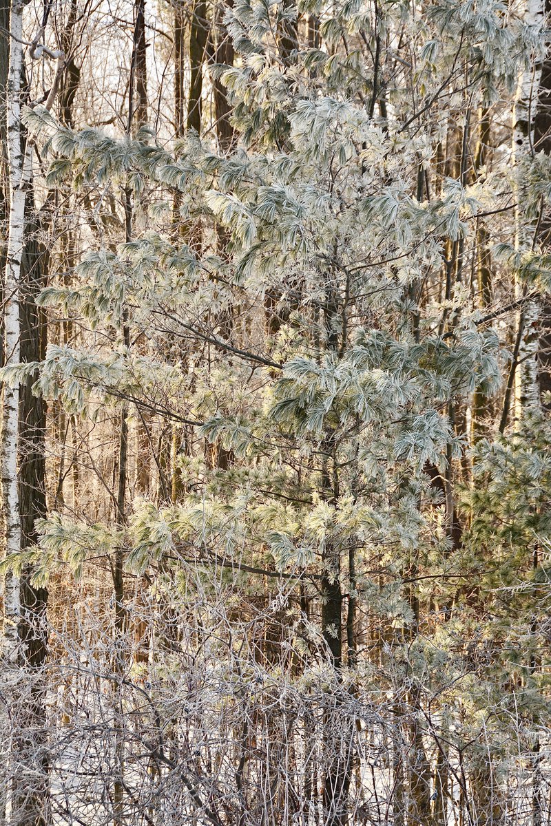 PhotosBySamuel's tweet photo. I thought this one was neat. Kinda reminds me of a Christmas tree with tinsel. https://t.co/5bL90NbE1i