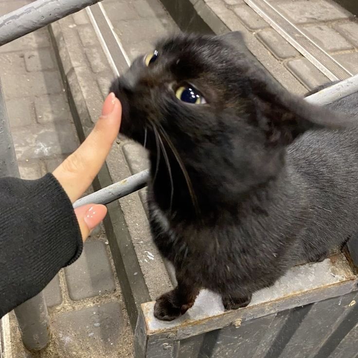Punch Cat tweet media