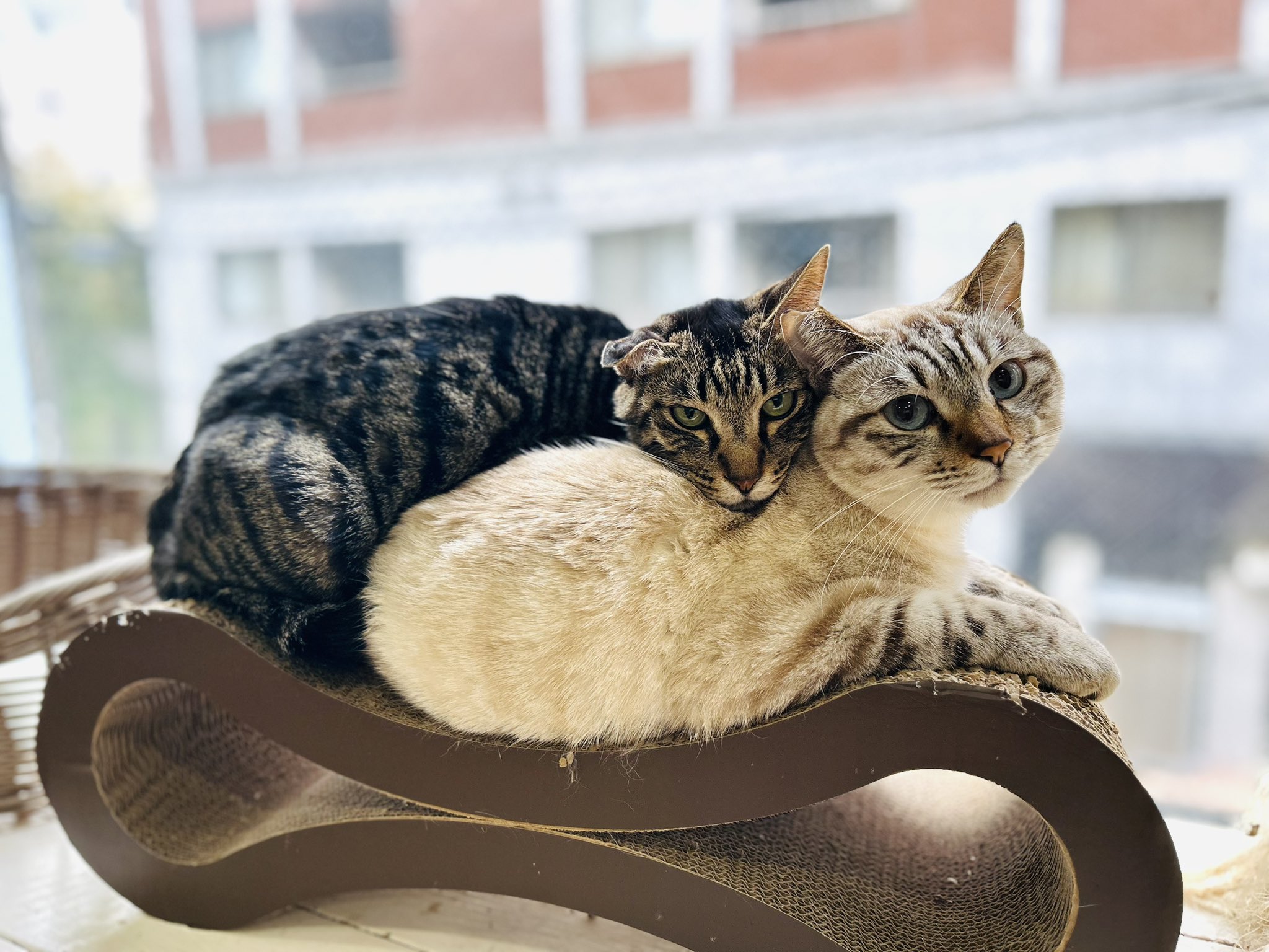 Ten＆O木製プレート ねこまみれ 「香箱座り」(香箱座り