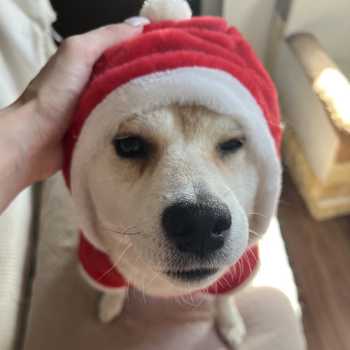 shibadog_48's tweet photo. - ̗̀🎄🎅🏻𝑀𝑒𝑟𝑟𝑦 𝐶ℎ𝑟𝑖𝑠𝑡𝑚𝑎𝑠⛄️🎄 𓈒𓏸

でしたっ https://t.co/7saIiU2xTn