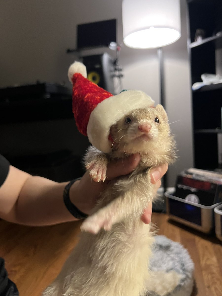 shoobydoo tweet media