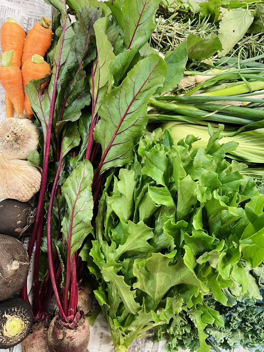 広島・庄原バーバリアン・ファームの野菜便が到着しました〜　今年最後の便です。

ローズマリー、レモンバーム、ケール、小ネギ、リーフレタス、チンゲン菜、黒丸大根、ビーツ、にんじん、にんにく。

店頭にて。カンパ制です。