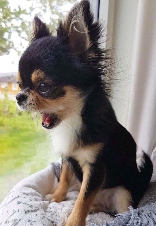 Makuzvinyanya manje. Isadza here iro