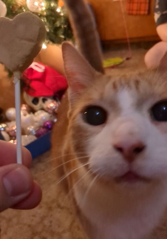 melodramababe's tweet photo. Cheddar is also a big fan https://t.co/vGLb11fD3r