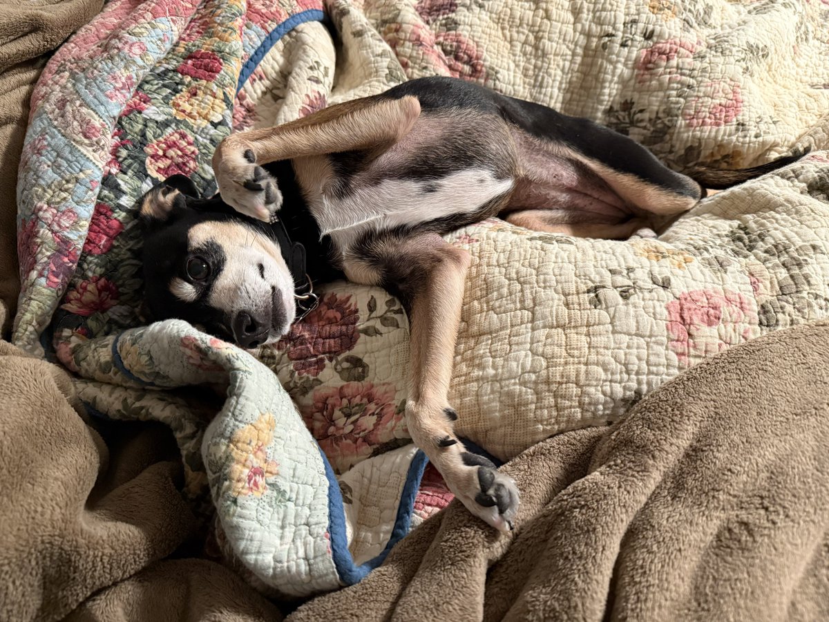 Dan Burkland tweet media