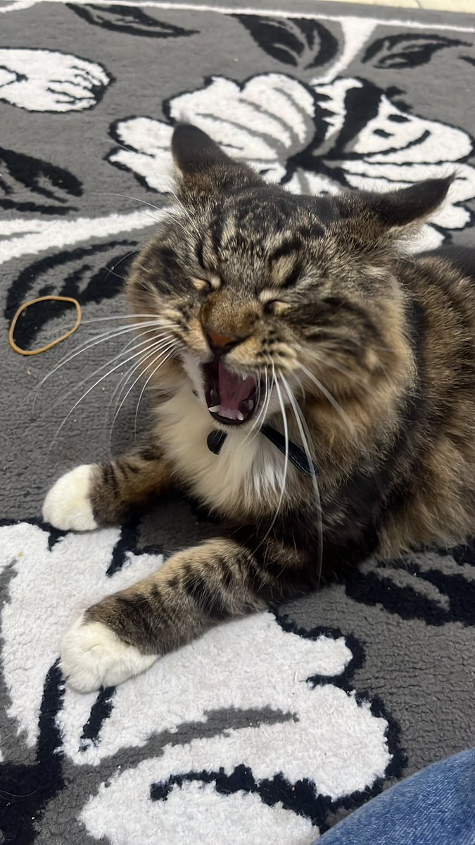 kucingkerenn_'s tweet photo. lucuuu bgt c kucing satu ini😔🤍 https://t.co/R3RqWjuign