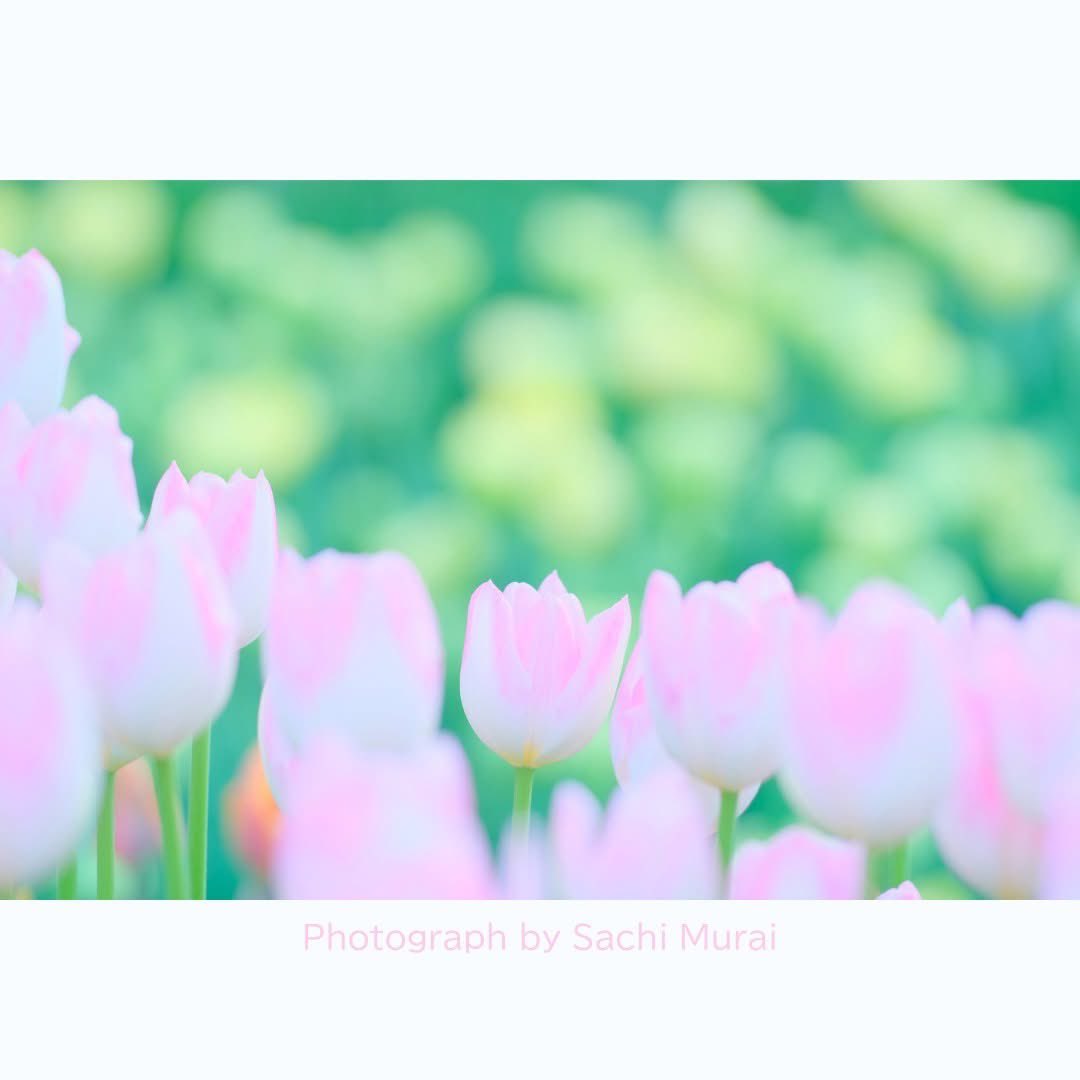 AlohaPhotoWorks's tweet photo. みなさま、こんにちは！2024年もあともう少しですね。
2025年1月4日（土）は初詣、撮影会、新年会を開催します。2025年もカメラと一緒に楽しみませんか？
詳細、お申し込みはこちらから↓
https://t.co/CVIGvnFNkt https://t.co/y1v9N0YtTI