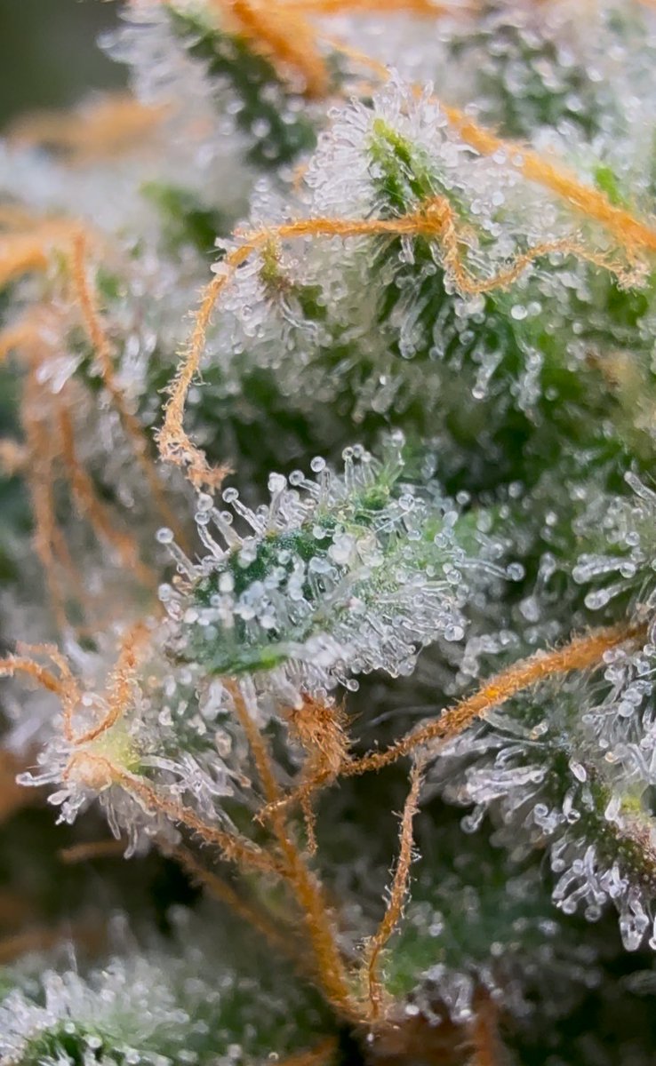 Dammit__Bobby_ tweet media