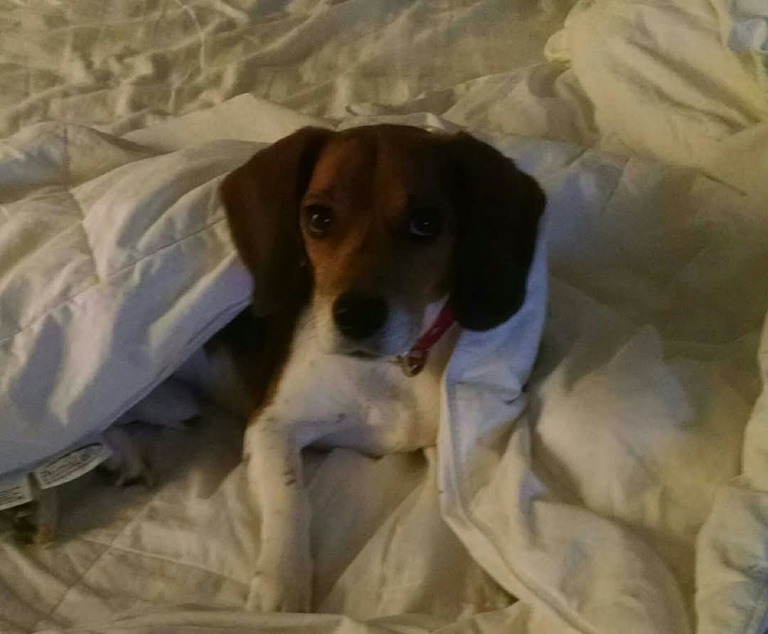 We sure did miss these 2 today! We hope you all had the best day with your loved ones 🥰🎄✨️