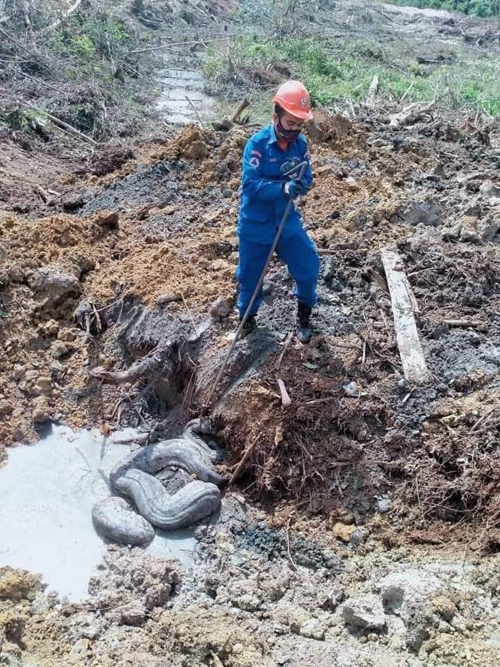 GengKNegara's tweet photo. BESARRRRRR PUNYAAAAAA 😱😱😱

Penemuan dua ekor gergasi ditemui di sebuah tapak pembinaan di Marang. Ular pertama seberat 250 kilogram sepanjang 5.79 meter manakala ular kedua seberat 100kg pula ditemukan berhampiran lokasi sama.

Seorang pekerja menemui ular itu ketika sedang menggali tanah menggunakan jentolak.

Kedua-dua ekor ular itu kemudian berjaya ditangkap dan dipindahkan oleh pihak APM.

Sumber : Saja Viral