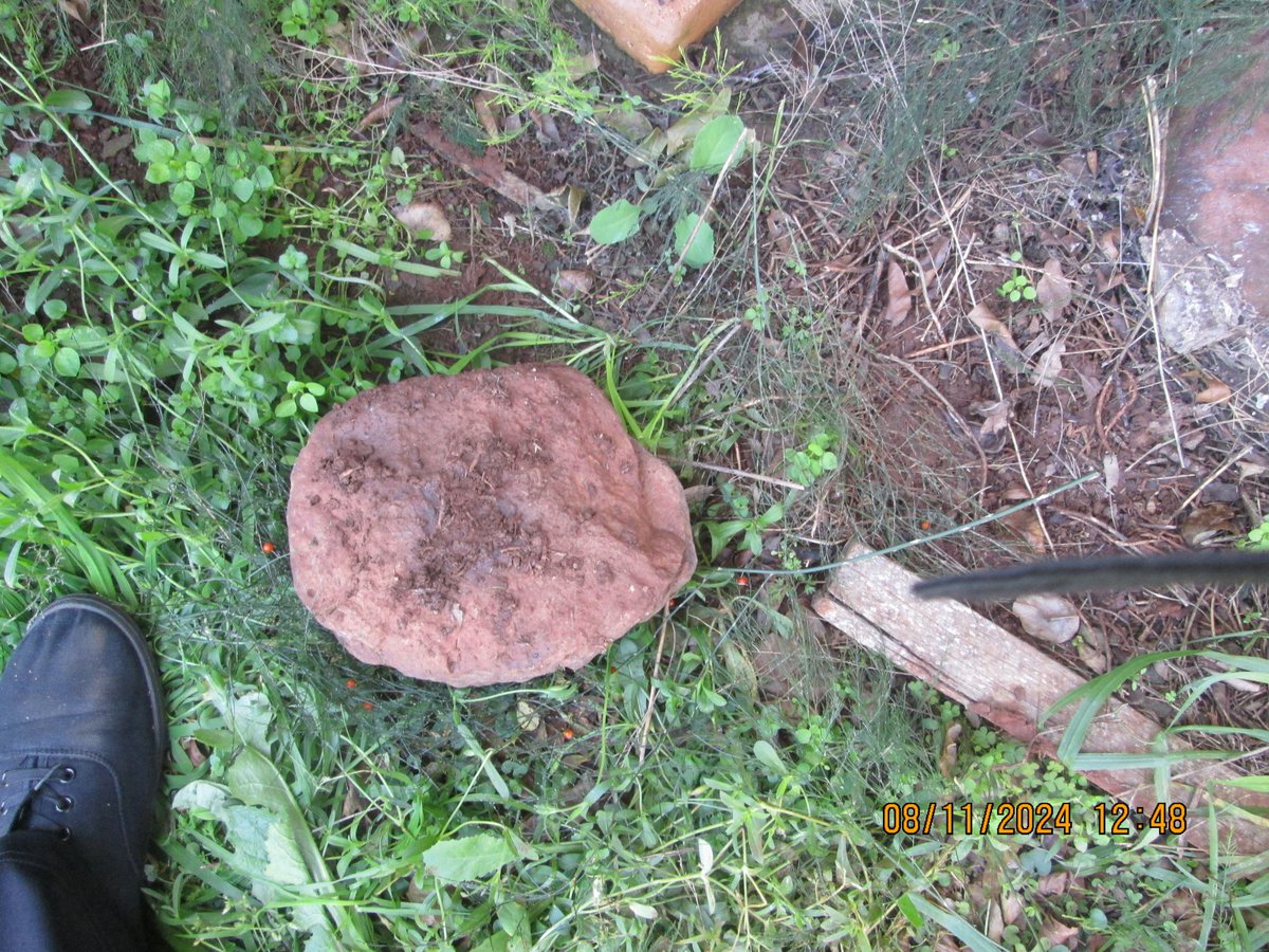 Eisman2's tweet photo. More backyard finds.🧐🧐 https://t.co/z4rg16UknR