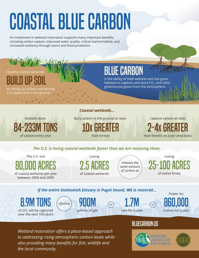 UN Biodiversity (@unbiodiversity) on Twitter photo "Blue Carbon is the carbon sequestered by coastal marine ecosystems. Coastal seagrasses and wetlands remove carbon from the atmosphere and help to combat climate change." 🌏
Learn more 👇
via <a href="/RAEstuaries/">Restore America's Estuaries (RAE)</a> & @EarthCorps "Blue Carbon is the carbon sequestered by coastal marine ecosystems. Coastal seagrasses and wetlands remove carbon from the atmosphere and help to combat climate change." 🌏
Learn more 👇
via <a href="/RAEstuaries/">Restore America's Estuaries (RAE)</a> & @EarthCorps