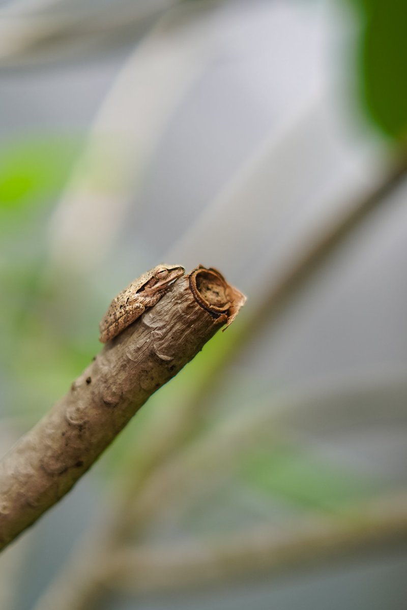 karf1anda's tweet photo. Sleeping beauty. #fotografi #hobikamera #komunitasjepretwildlife #nationalgeografi #fotograferjakarta #fotografertangsel #fotograferdepok #weding #iklan #ivent https://t.co/vWQGr62Q9B