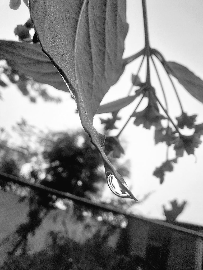 5aab4ever's tweet photo. Morning Dew Rest on Leaf 🌎 In Macro world in black and white.
26 December.
#Macro #Photography #bnw #BlackAndWhite #Mono #Noir #JasmineLeaf #Nature #MacroPhotography #Parijaat #ShotOnSnapdragon #Art #XApp #ArtistsOnX #Dewdrop #Bloom #M52 #Leaf #Anatomy #BoxingDay #Sunrise https://t.co/xBCWXjOvqq