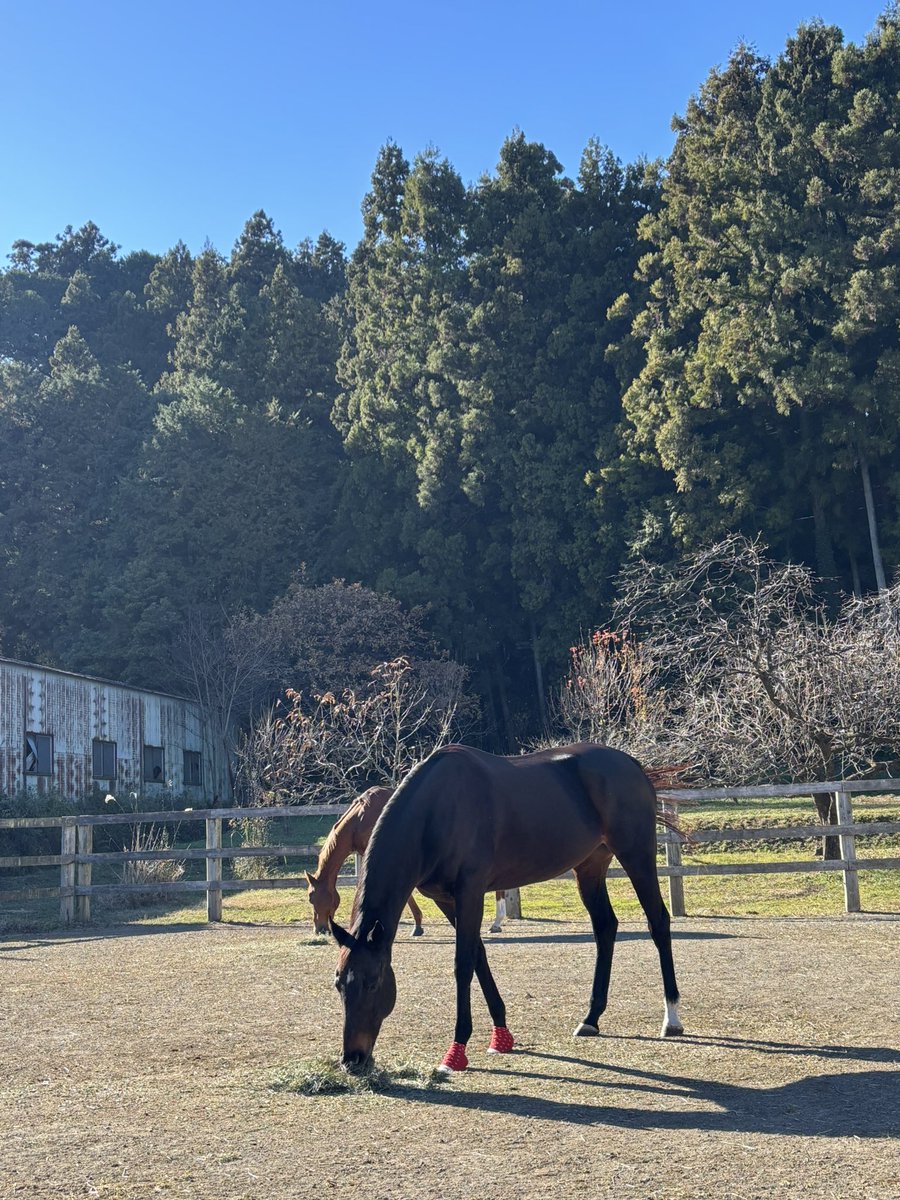 蹄の保護に使わせていただいてます
いらなくなった靴下ありませんか
大人用も子供用も大歓迎です
多少穴が空いていても
ゴムゆるゆるでも
汚れて居ても
片方だけでも大丈夫🙆‍♀️です
あれ？🧦
片方無くなった？そんな事ありませんか？☺️
#ときがわホースケアガーデン
#馬達の蹄保護に
#靴下募集中🧦