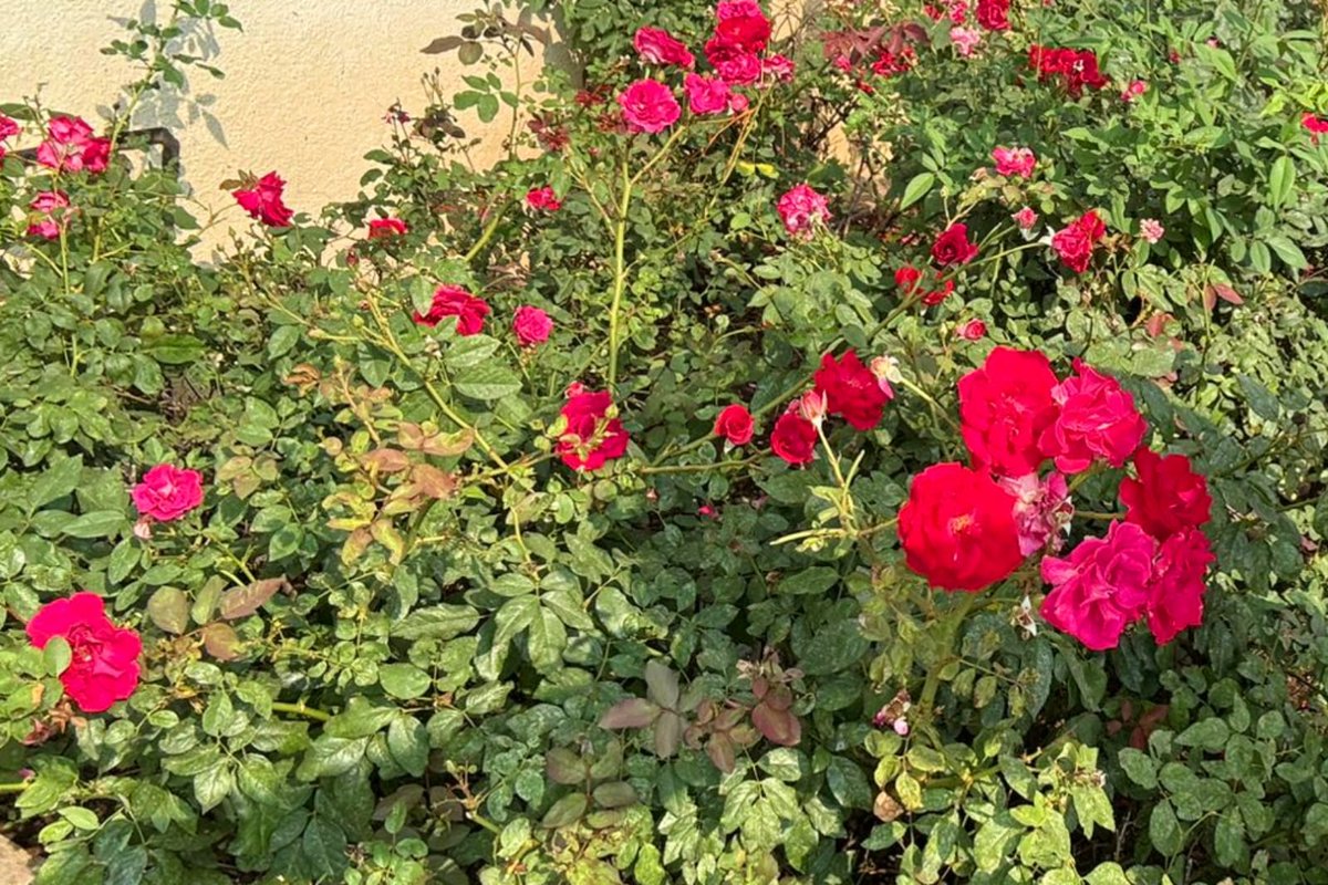 AneelMurarka's tweet photo. Winter morning, roses bloom in the garden, showing nature’s resilience even in the coldest season. As the year ends, let's cherish every moment, embracing the lessons and memories. Step into the new year with hope, gratitude, and endless possibilities
#WinterMorning #RosesInBloom