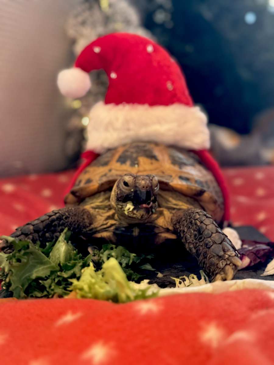 TortTime's tweet image. Merry Christmas!! Happy Hannukah! I hope everyone had a wonderful day and falls asleep with a full belly under the tree 😍💚🐢 #tortoise #turtle #MerryChristmas #HappyHannukah