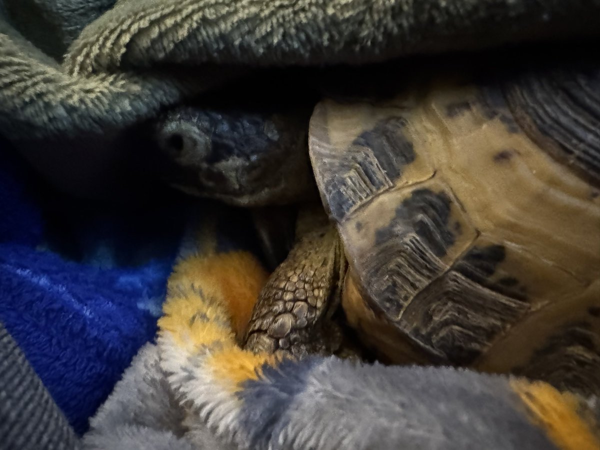 TortTime's tweet image. Merry Christmas!! Happy Hannukah! I hope everyone had a wonderful day and falls asleep with a full belly under the tree 😍💚🐢 #tortoise #turtle #MerryChristmas #HappyHannukah