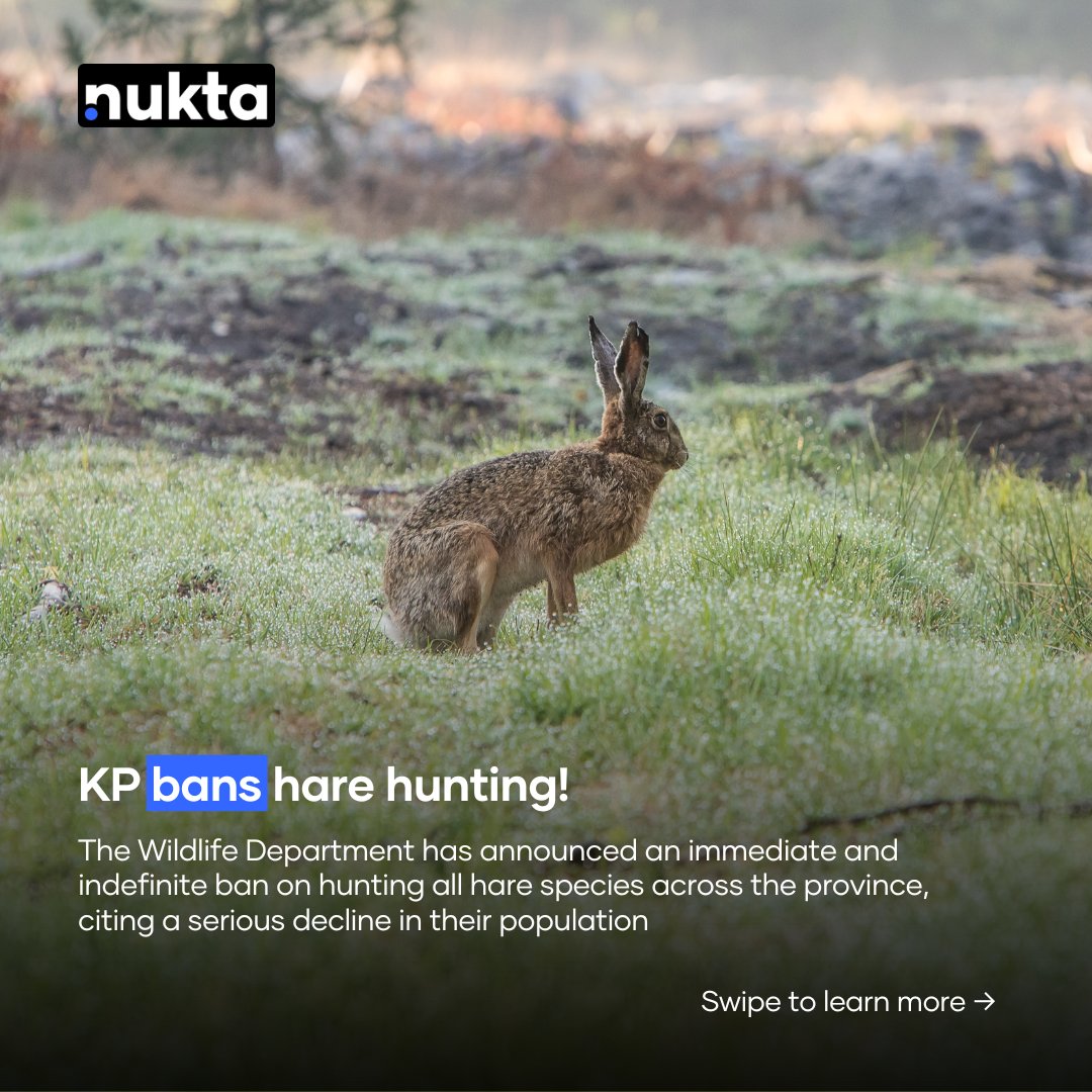 NuktaPakistan's tweet photo. As hare sightings become increasingly rare across KP, hare hunting has now been banned in the province.

Swipe through to learn what’s driving them toward extinction and how authorities are working to protect them.

A THREAD 🧵

#nukta #nuktapakistan #harehunting #banned #kp https://t.co/UpcaegPcd4