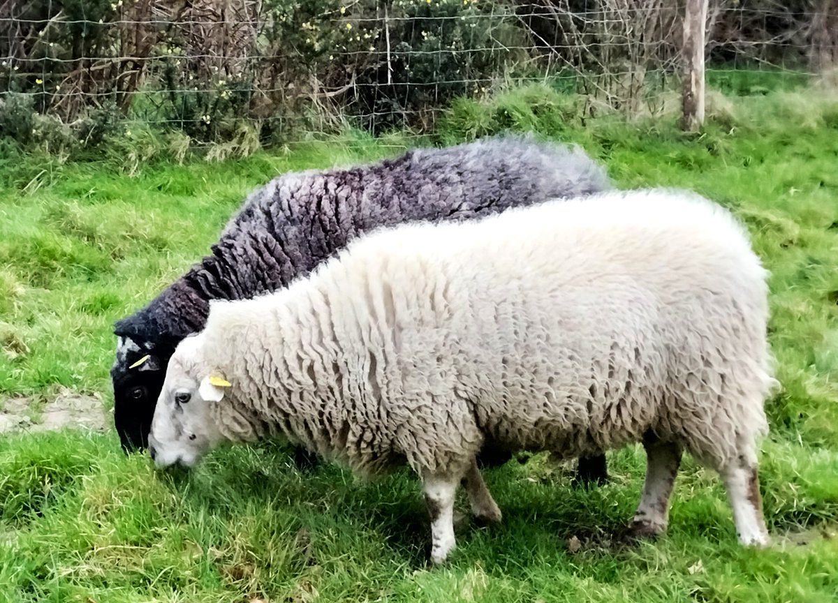 Home 🇫🇷 for the holidays and making the most of it 🥐🥖🫕! Last weekend, I visited old uni friends on a dairy farm in Brittany 🐄 — I got put to work and captured some snaps for future lectures 📷, and spotted Landes de Bretagne sheep 🐑 — first time since uni! 📸 #AnimalScience
