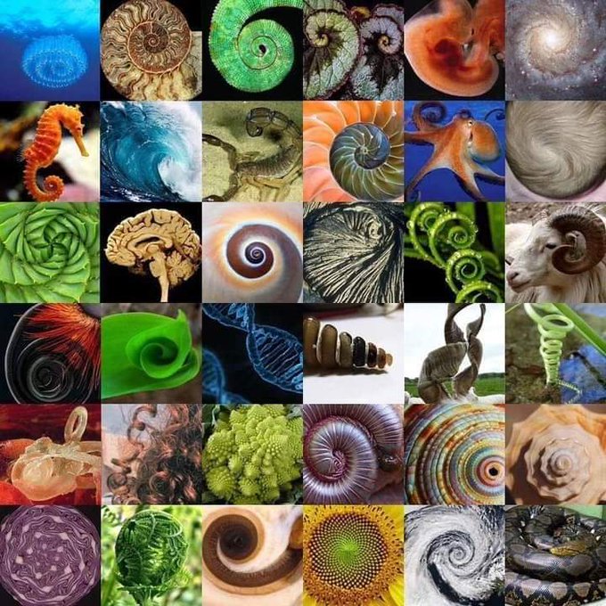 Rainmaker1973's tweet image. The famous Fibonacci spiral pattern shows up everywhere in nature including flowers, pinecones, hurricanes, and even huge spiral galaxies in space.
Here's a nice (partial) visual recap of where you can find the "secret code of nature".